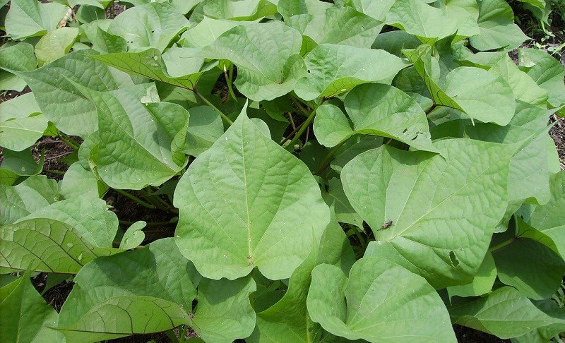 Sweet Potato Leave